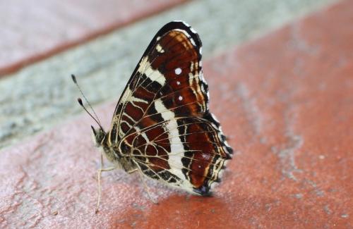 Réf. 230 538 : Araschnia levana